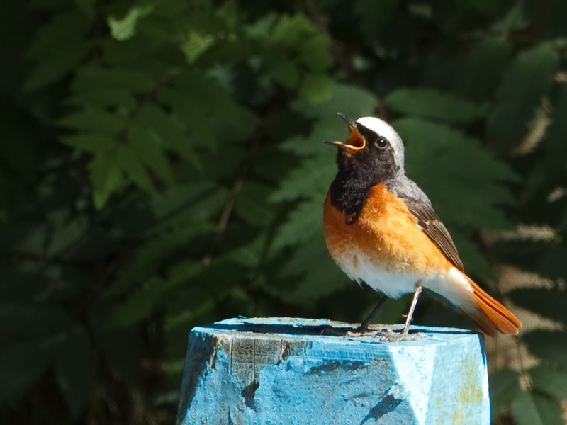 Phoenicurus phoenicurus Common Redstart Gekraagde Roodstaart